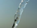 Water liquid fluid stream flowing pouring splash down against blue gradient sky Royalty Free Stock Photo