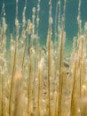 Water lobelia aquatic plants covered by algae in freshwater lake