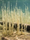 Water lobelia aquatic plants covered by algae on lake bottom