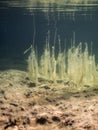 Water lobelia plants with algae on lake bottom