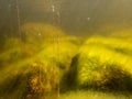 Water lobelia stems growing by stones with filamentous algae