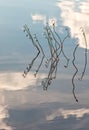 Water lobelias growing in calm water