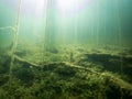 Water lobelias underwater at lake shore