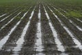 Water logged furrows in the field