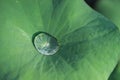 Water on a lotus leaf Royalty Free Stock Photo