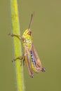 water meadow grasshopper