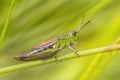 Water meadow grasshopper female insect Royalty Free Stock Photo