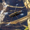 Water measure pond (lat.gerris lacustris) Royalty Free Stock Photo