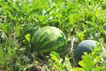 Water mellon Royalty Free Stock Photo