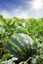 Water mellon after rain Royalty Free Stock Photo