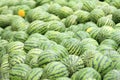 Water melons Royalty Free Stock Photo