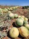 water Melons on a tree in the garden, Israel. Harvest of water melons.