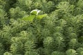 Water milfoil or Myriophyllum aquaticum in paddy field.