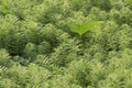 Water milfoil or Myriophyllum aquaticum in paddy field.