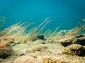 Water-milfoil plants on stony lake bottom