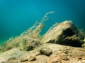 Water-milfoil plants on stony lake bottom