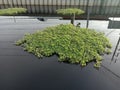 Water mimosa clump green vegetable isolated on water surface background closeup in the canal.