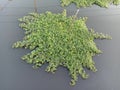 Water mimosa clump green vegetable isolated on water surface background closeup.