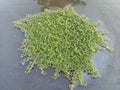 Water mimosa clump green vegetable isolated on water surface background closeup.