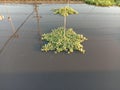 Water mimosa clump green vegetable isolated on water surface background closeup.