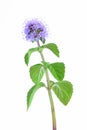 Water Mint Royalty Free Stock Photo