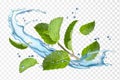 Water and mint. Isolated vector