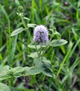 In nature, water mint Mentha aquatica grows near a reservoir Royalty Free Stock Photo