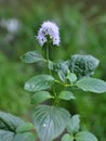 In nature, water mint Mentha aquatica grows near a reservoir Royalty Free Stock Photo