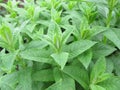 Water mint, Mentha aquatica