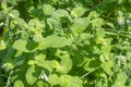 Water mint or Mentha Aquatica from the Lamiaceae family Royalty Free Stock Photo