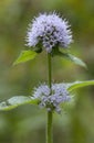Water Mint Royalty Free Stock Photo