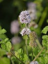 Water Mint Royalty Free Stock Photo