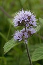 Water Mint Royalty Free Stock Photo