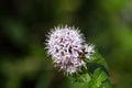 Water mint (Mentha aquatica) Royalty Free Stock Photo