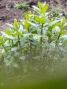 Water mints grown in natural forest environment Royalty Free Stock Photo
