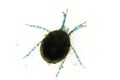 Water mite Hydrachnidia Royalty Free Stock Photo