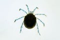 Water mite Hydrachnidia Royalty Free Stock Photo