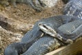 Water moccasin (Agkistrodon piscivorus) Royalty Free Stock Photo