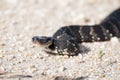 Water Moccasin aka Cottonmouth Head Royalty Free Stock Photo