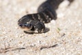 Water Moccasin aka Cottonmouth Snake Closeup Royalty Free Stock Photo