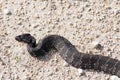 Water Moccasin aka Cottonmouth Snake Royalty Free Stock Photo