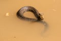 Water moccasin with head out of water