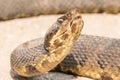 Water moccasin with mouth ajar