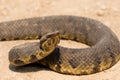 Water moccasin ready to strike