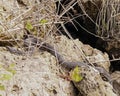 Water Moccasin on the rocks Royalty Free Stock Photo