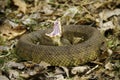 Water moccasin threat display