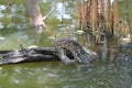 Water monitor