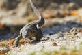 Water monitor Royalty Free Stock Photo