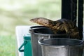 Water monitor crawling on a bucket