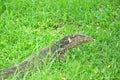 Water monitor in green park